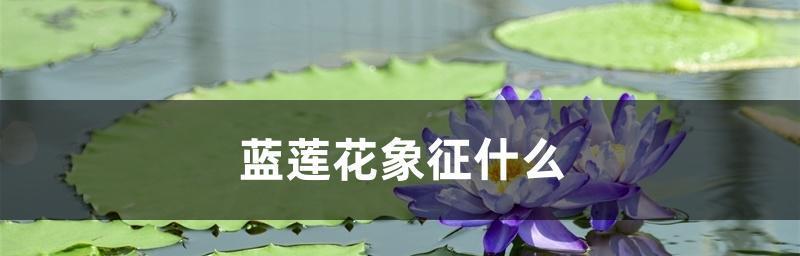 蓝莲花代表什么？蓝莲花的象征意义和常见问题解答？