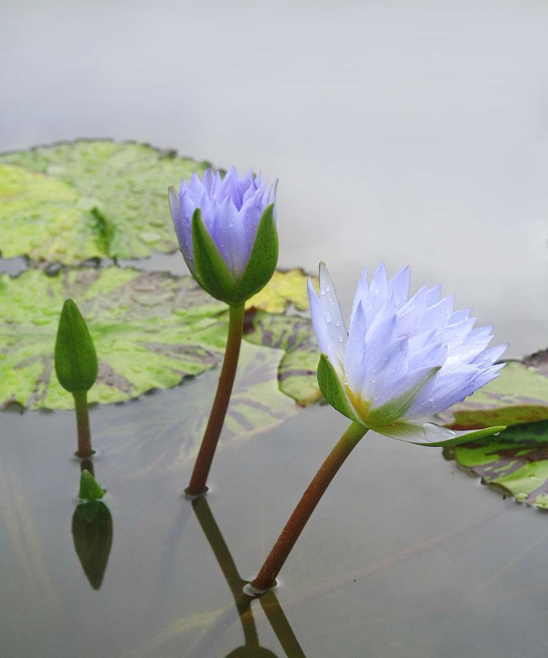 蓝莲花的象征意义是什么？蓝莲花代表的含义有哪些？