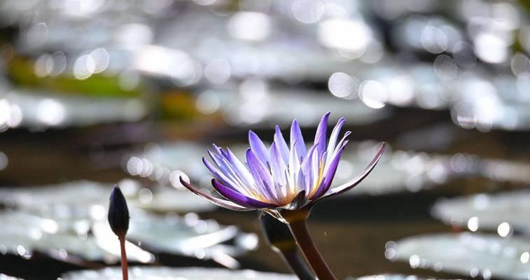 蓝莲花花语是什么？了解蓝莲花的深层含义和象征意义？