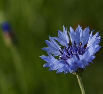 蓝色矢车菊代表什么？花语和寓意有哪些？