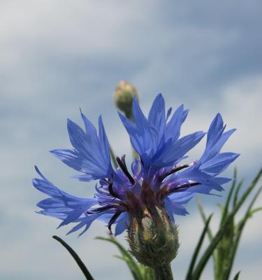 蓝色矢车菊花语是什么？了解其独特含义和象征意义？