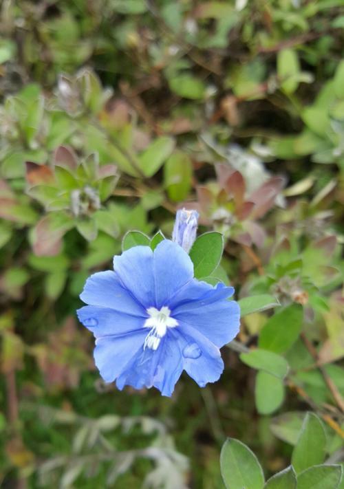 蓝星花的花语是什么？它有哪些寓意和象征意义？