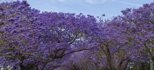 蓝楹花语是什么意思？蓝楹花的象征意义有哪些？