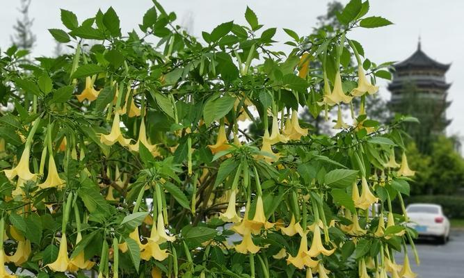 冷门好听的花名花语有哪些？这些独特花卉的寓意是什么？