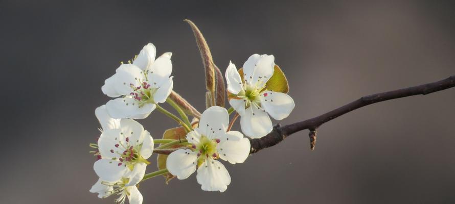 梨花的花语是什么？梨花象征着什么含义？