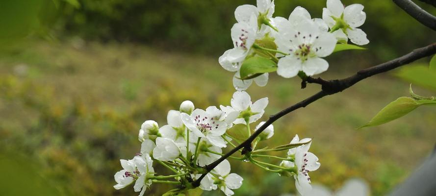 梨花的花语是什么？梨花象征着什么含义？