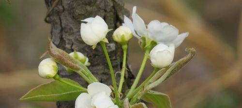 梨花的花语是什么？梨花象征着什么含义？