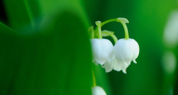 铃兰花的花语是什么？它的传说有哪些？