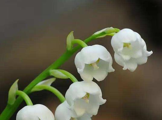 铃兰花的花语是什么意思？铃兰花的传说有哪些？