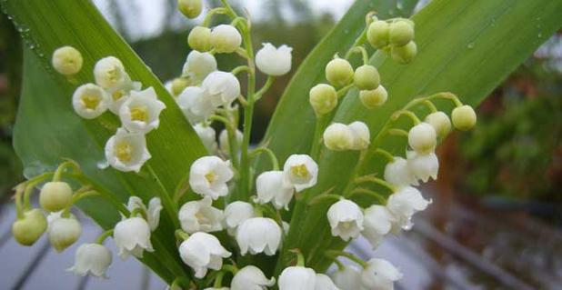 铃兰花的花语是什么意思？铃兰花的传说有哪些？