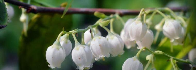 铃兰花的花语是什么？如何用铃兰花表达爱意？