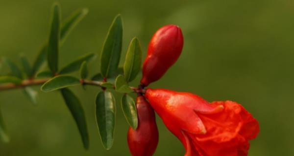 石榴花的花语和寓意是什么？如何正确解读石榴花的含义？