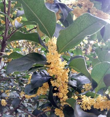 桂花是常绿植物吗？了解桂花的生长特性与养护方法