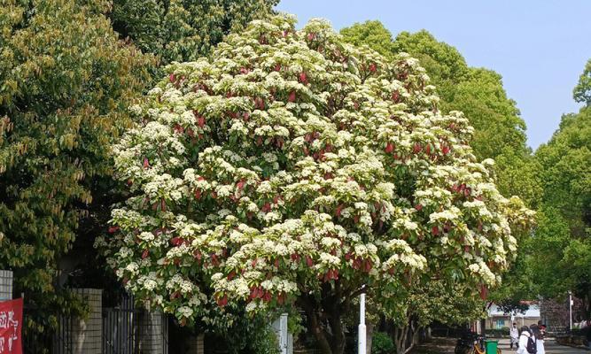 石楠花的花语是什么？石楠花介绍有哪些特点？