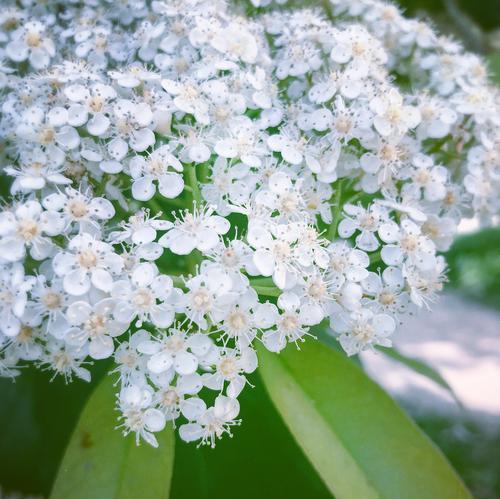 石楠花的花语是什么？石楠花介绍有哪些特点？