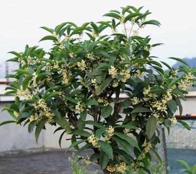 桂花属于木本植物吗？它的分类和特性是什么？