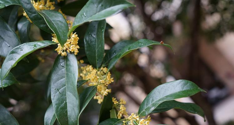 桂花是哪个市的市花？哪个城市以桂花为市花？