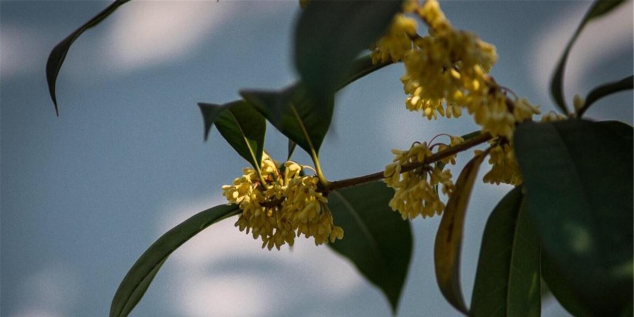 桂花是什么植物？桂花的种类和特点有哪些？