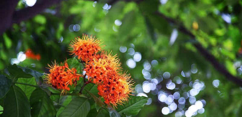 桂花属于完全花吗？它的花结构有哪些特点？