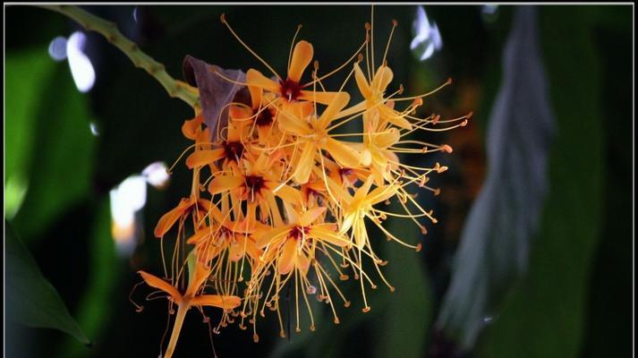 桂花属于完全花吗？它的花结构有哪些特点？