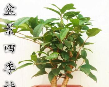 桂花种植时选择深盆还是浅盆好？哪种更适合桂花生长？