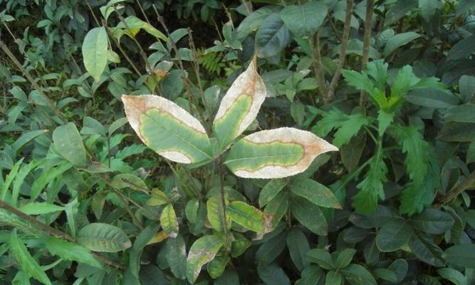 桂花树病虫害防治技术有哪些？如何有效应对桂花树病虫害？