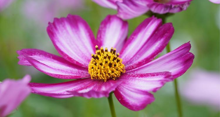 送老师什么花最合适？花语代表的意义是什么？