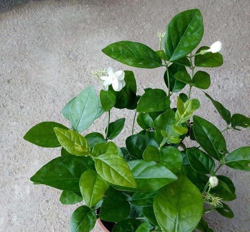 过期茶叶浇花好吗？使用过期茶叶对植物有什么影响？