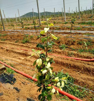 矮化苹果树几年结果实？如何管理以促进早期结果？