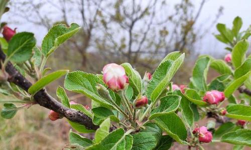 矮化苹果树几年结果实？如何管理以促进早期结果？