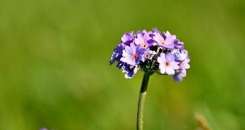 樱花草的花语是什么？如何正确解读樱花草的含义？