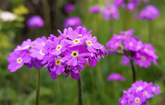 樱花草花语是什么？它的含义和象征意义是什么？