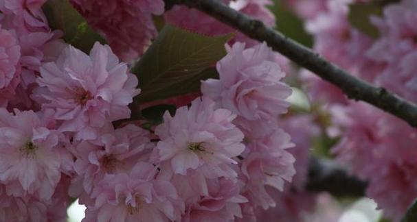 樱花代表什么花语？樱花的花语有哪些含义？