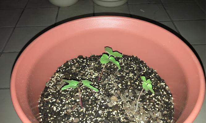 矮牵牛花种子怎么种植？种植过程中需要注意哪些问题？