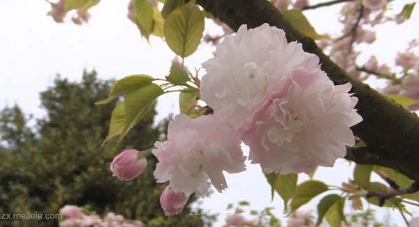 樱花的寓意是什么？樱花象征着什么含义？