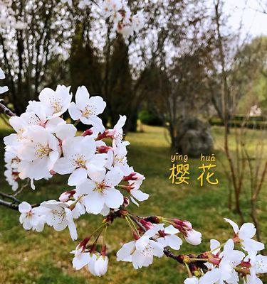 樱花的花语是什么？樱花象征着什么意义？