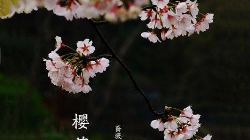 樱花花语是什么？如何理解樱花的象征意义？