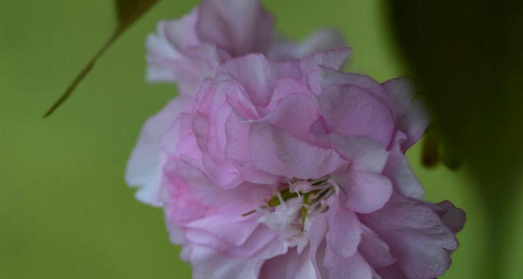 樱花花语象征寓意有哪些？樱花的含义是什么？