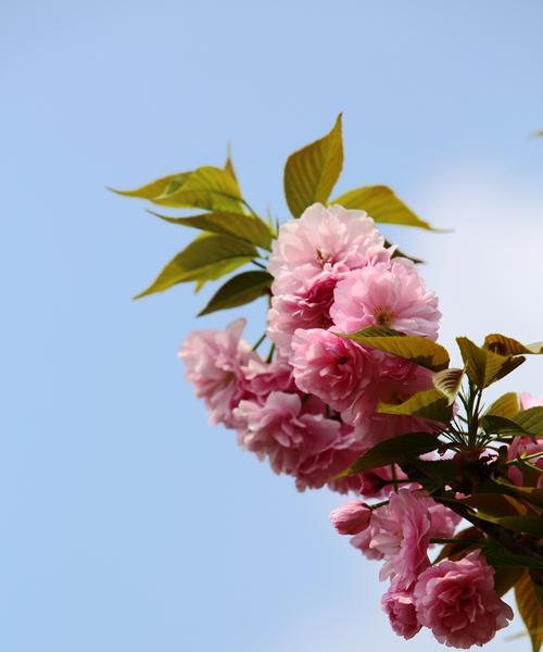 樱花花语是什么意思？樱花代表的含义有哪些？