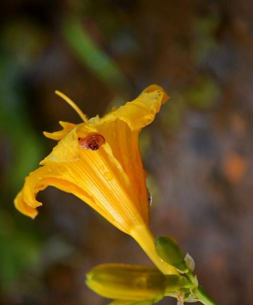 夏水仙的花语是什么？如何正确解读夏水仙的含义？