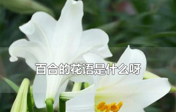  白百合花的花语有哪些含义？