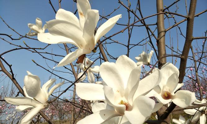 白兰花象征着什么？白兰花的花语有哪些含义？