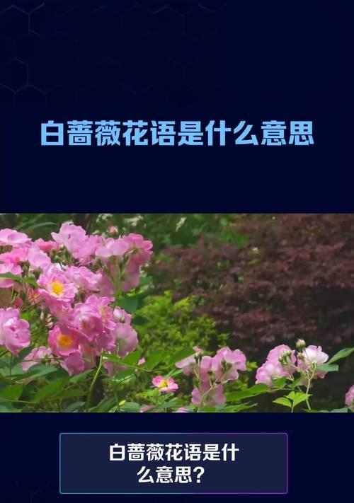 白蔷薇的花语代表什么含义？