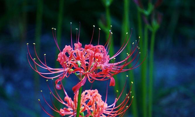 白色彼岸花的花语是什么？白色彼岸花代表什么含义？