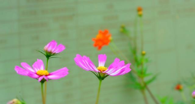 白色波斯菊代表什么？花语含义有哪些？