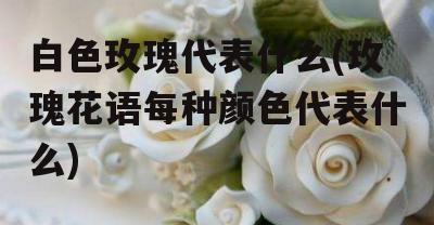 白色的玫瑰花代表什么？花语有哪些含义？