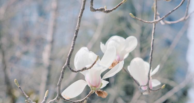 白玉兰花的寓意是什么？如何正确解读白玉兰花的花语？