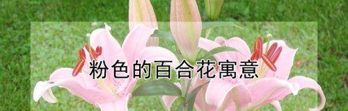 百合花代表的花语是什么？如何选择不同场合的百合花束？