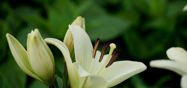 百合花的花语是什么意思？百合花寓意着什么？