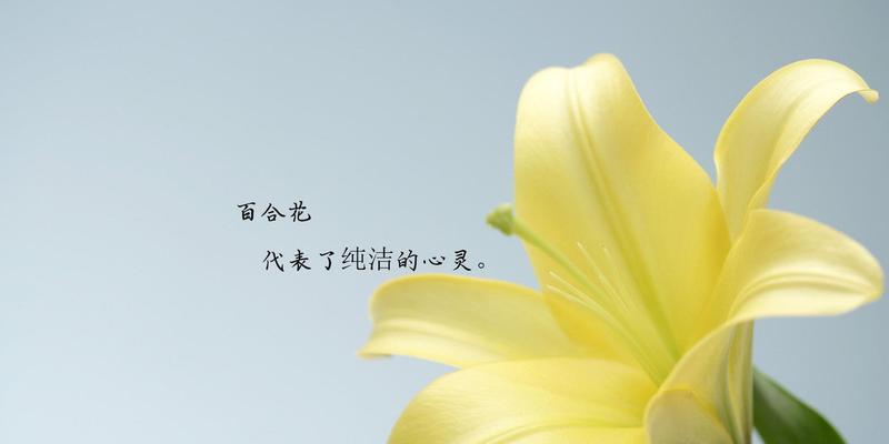 百合花花语是什么意思？百合花的含义有哪些常见问题？